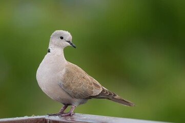 Close-up of a Ringed Dove (Streptopelia decaocto) perched on a wooden fence