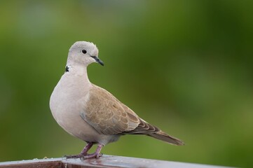 Fototapeta premium Close-up of a Ringed Dove (Streptopelia decaocto) perched on a wooden fence