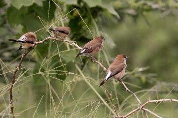 Malabar finches (Euodice malabarica) perched on a tree branch
