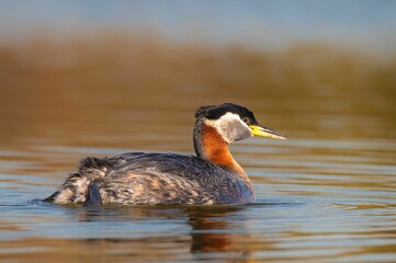 Close up of a Grebe swimming in a lake