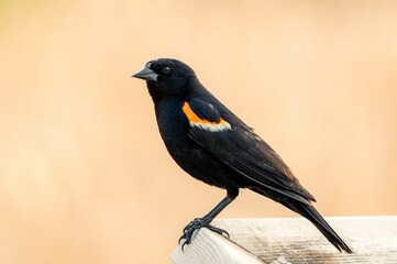 Obraz premium a black bird sitting on top of a wooden ledge near some dry grass