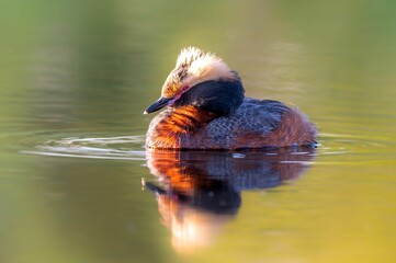 Horned grebe bird floating on the tranquil body of water