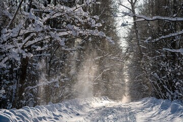 winter snow road in forest with falling snow from trees branches in sun light