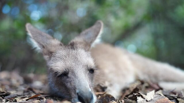 Beautiful pademelon and wallaby in the Australian bush, in the blue mountains, nsw. Australian wildlife in a national park in Australia