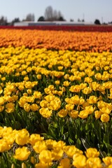 Colorful Rows of Tulips in the Sunshine