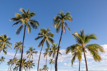 Fototapeta na wymiar Palm Trees against a Blue Sky