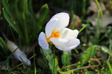 White crocus flower in full bloom stands out amidst lush green grass
