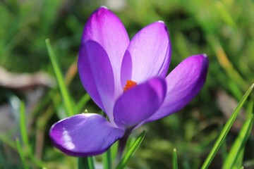 Close-up view of a vibrant crocus purple flower growing in a lush green grassy environment