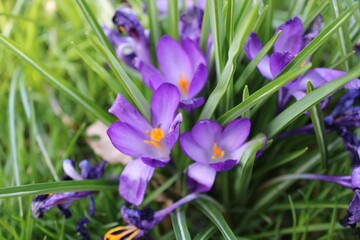 Crocus purple flowers in bloom in a lush green landscape, surrounded by lush green foliage
