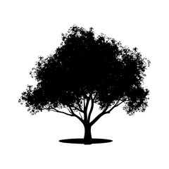 Silhouette tree nature black color only