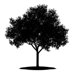 Silhouette tree nature black color only