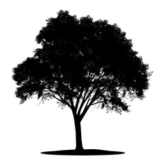 Silhouette tree nature black color only