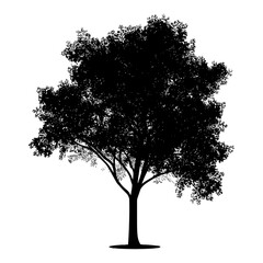 Fototapeta premium Silhouette tree nature black color only