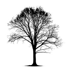 Obraz premium Silhouette tree nature black color only