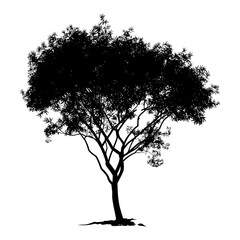 Silhouette tree nature black color only