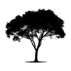 Fototapeta premium Silhouette tree nature black color only