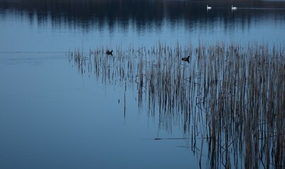 ducks on the lake, swimming among the reeds in the blue evening ligth