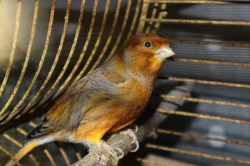 Closeup of a Spanish Timbrado perched in a cage