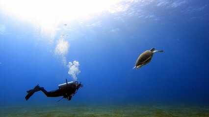 Fototapeta premium Scuba diver in full gear swimming underwater in a tropical ocean habitat chasing turtles