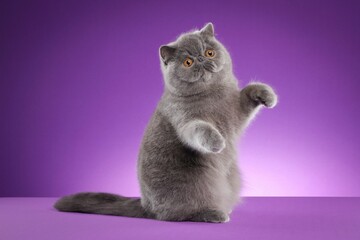White and gray striped domestic cat stretching its paw against a purple background