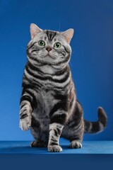 Fototapeta premium Adorable striped domestic feline in the studio against a dark blue background