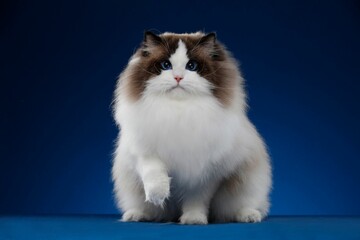 Adorable fluffy domestic feline in the studio against a dark blue background