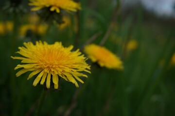 there are many yellow flowers that are out on the field