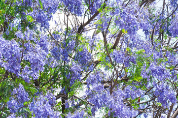 Jacaranda flower in shillong meghalaya. North east India.The vibrant hues of Jacaranda flowers captivate in stunning close-up detail.