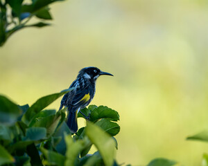 New Holland Honeyeater - Perth, Western Australia.