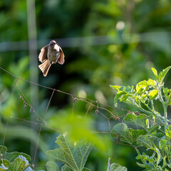 Bird in flight. Brown Honeyeater.