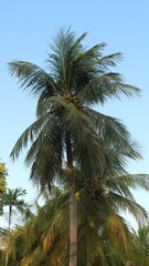 Fototapeta na wymiar From below coconut tree with green leave with blue sky in beach