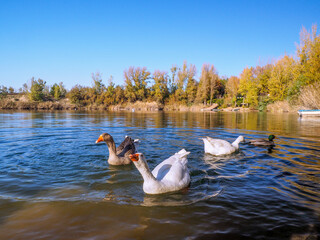 Patos que se acercan a comer en laguna y barca.
