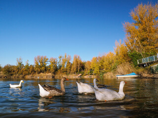 Patos en laguna y barca
