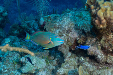 Fototapeta na wymiar Grand Cayman Scuba Diving Photos
