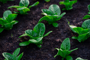 Greenhouse Hydroponic Vegetable Farm Fresh vegetable salad grown in the garden. Fresh vegetables grown from gardeners Green leafy vegetables on the farm.