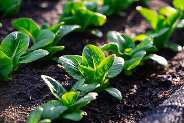 Greenhouse hydroponic vegetable farm fresh green salad growing in the garden.