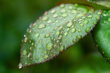 Gotas de agua sobre una hoja verde, iluminadas por una luz suave de la mañana, que muestran los...