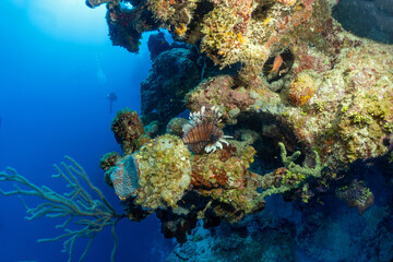 Fototapeta na wymiar Grand Cayman Scuba Diving Photos