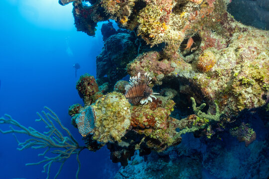 Grand Cayman Scuba Diving Photos