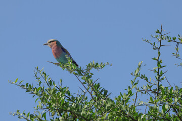 a lilac breasted roller on the top of a tree with blue sky background