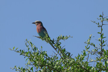 a lilac breasted roller on the top of a tree with blue sky background