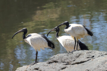 three sacred ibis at the riverbank of mara