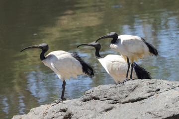three sacred ibis at the riverbank of mara