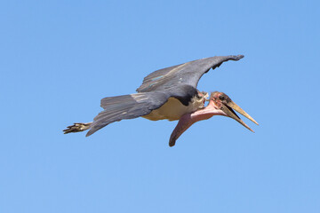 flying marabou stork in the blue skies of Kenya