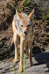 black backed jackal in Maasai Mara NP