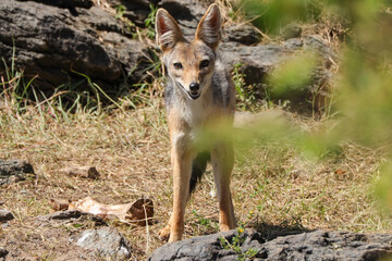 black backed jackal in Maasai Mara NP