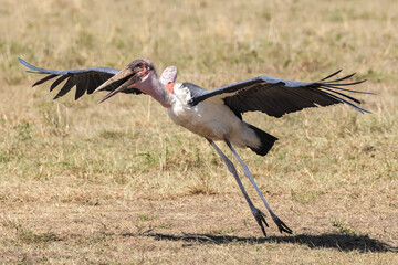 landing marabou stark in Maasai Mara NP
