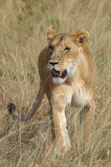 a lioness in the grasslands of Maasai Mara NP