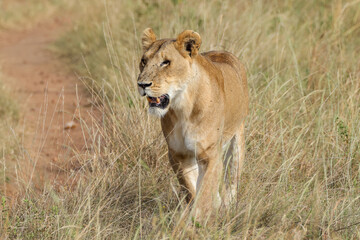 a lioness in the grasslands of Maasai Mara NP