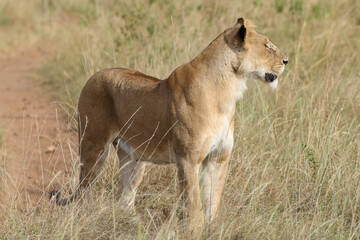 Naklejka na ściany i meble a lioness in the grasslands of Maasai Mara NP